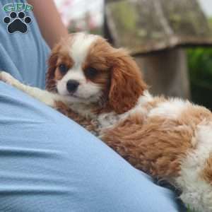 Nico, Cavalier King Charles Spaniel Puppy